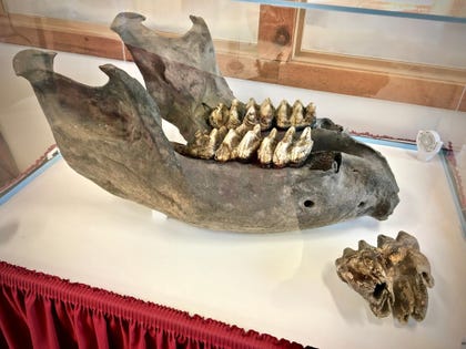 mstodon jaw and teeth