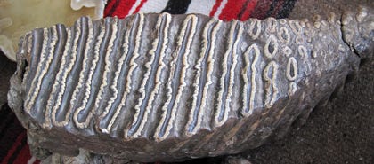 mammoth tooth for grzing