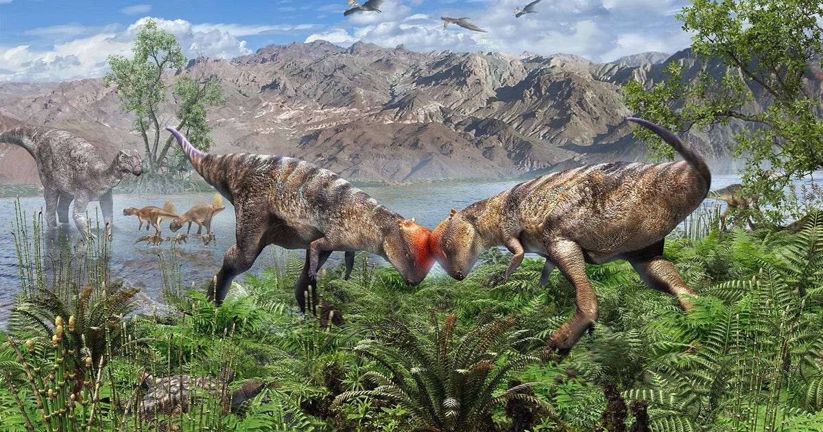 The Original Butt-Head: Dome-headed Dinosaurs Reached Sexual Maturity Before Their Bodies Finished Growing