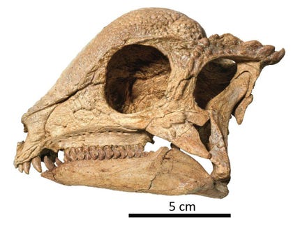 Zavacephale: The lad's skull.