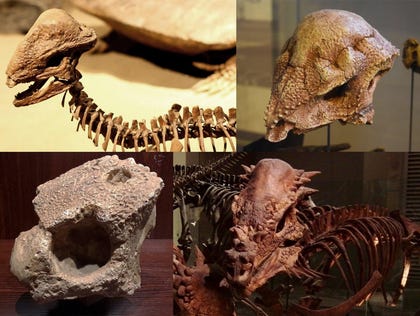 Four pachycephalosaurs. Clockwise from top left: Stegoceras, Prenocephale, Pachycephalosaurus and Homalocephale.