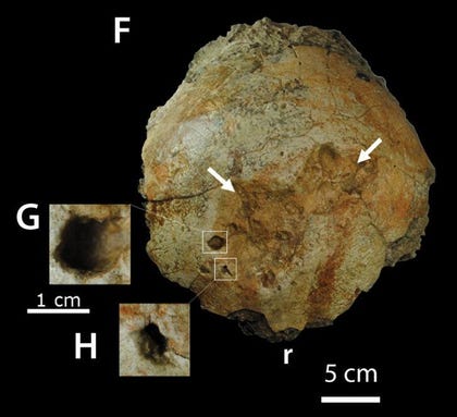Lesions in the skull of a Pachycephalosaurus wyomingensis, from head butting