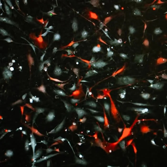 Ensheathing cells under a microscope. (CREDIT: Griffith University)