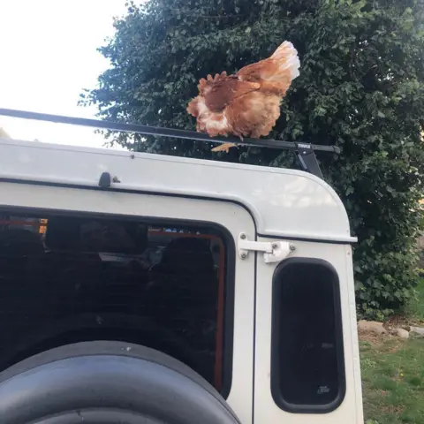 Dave Jacobs Brown chicken on the roof on a white Land Rover.
