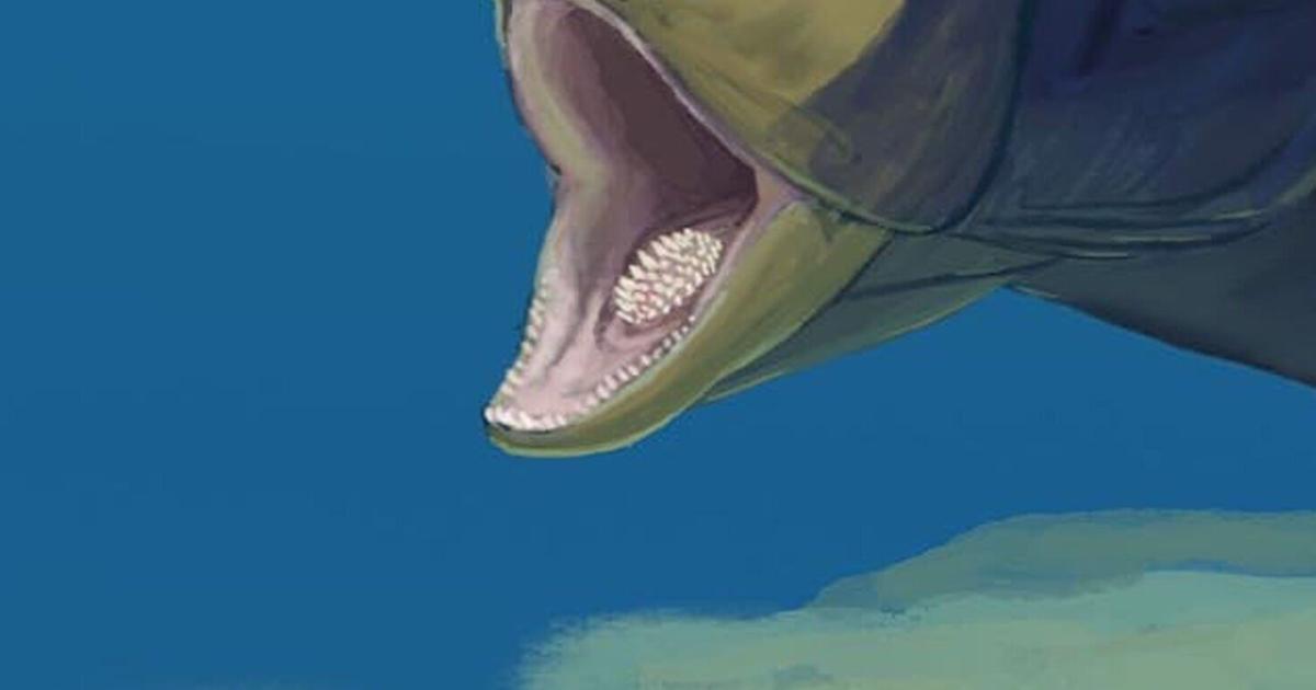 This ancient fish had four sets of teeth instead of two | Northwest & National News