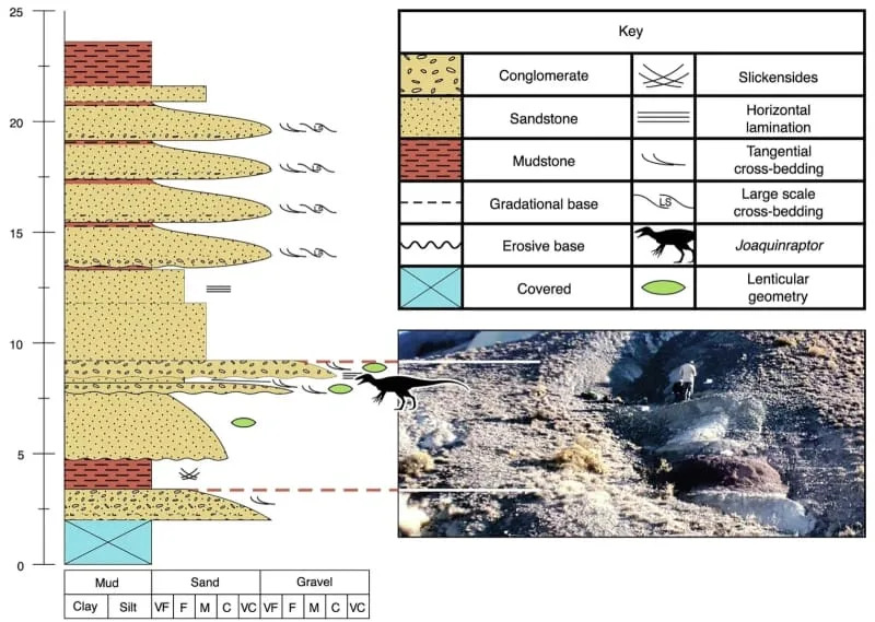 Stratigraphic column and photograph of Valle Joaquín showing the position of the horizon of the Lago Colhué Huapi Formation that yielded Joaquinraptor. (CREDIT: Nature Communications)