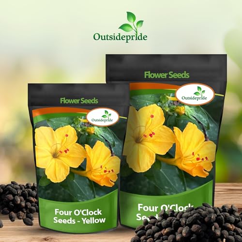 Outsidepride Yellow Four O'clock Flower Seeds - 1/4 Lb Perennial Fragrant, Trumpet-Shaped Blooms, Deer-Proof &amp; Easy to Grow, for Pollinator &amp; Evening Gardens, Containers, Hedges, or Borders