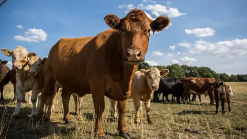 Photothek via Getty Images A herd of cattle in a field. A couple of them are looking into the camera. 