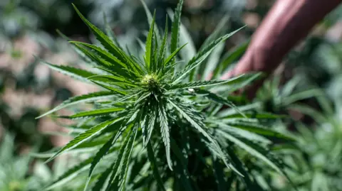 EPA/Shutterstock A cannabis plant. It is bright green with slim spiky leaves.