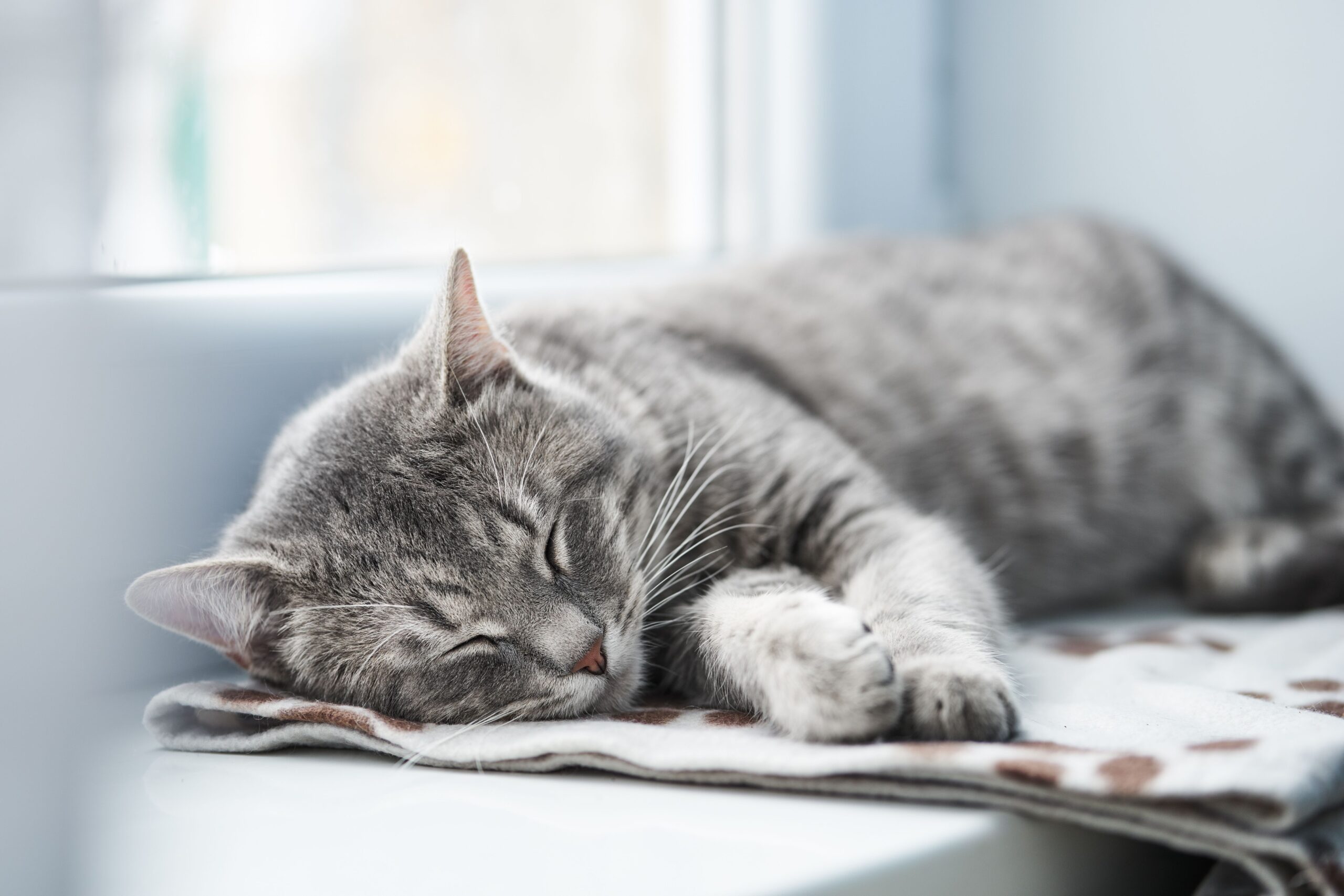 Massage, heat, and cold therapy in feline rehabilitation