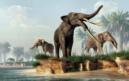 Gomphotheres, a reconstruction