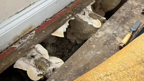 A carpet lifted up to reveal a missing floorboard with white marshmallow-like fungus growing underneath