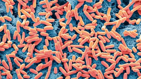 Getty Images Dozens of E.coli bacteria under a microscope, looking like red capsules