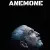 Anemone