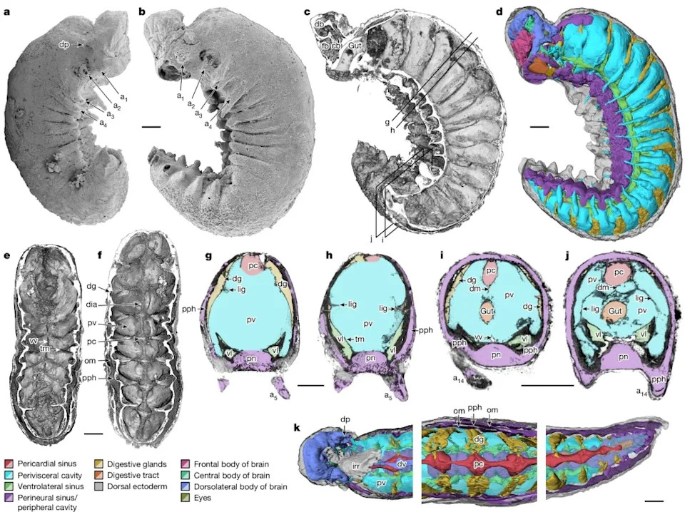 Using synchrotron X-ray tomography, the team created 3D images that revealed an unexpected level of complexity in early arthropods, reshaping views of their evolution. Organ systems of a Cambrian euarthropod larva