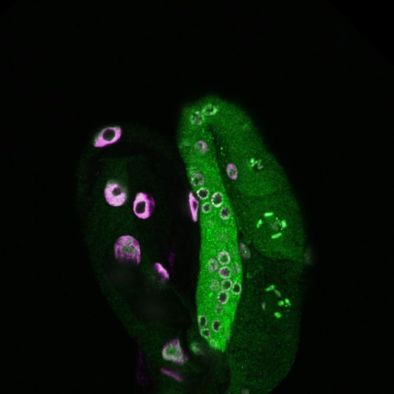 A Tulip Shaped Image of a Worm