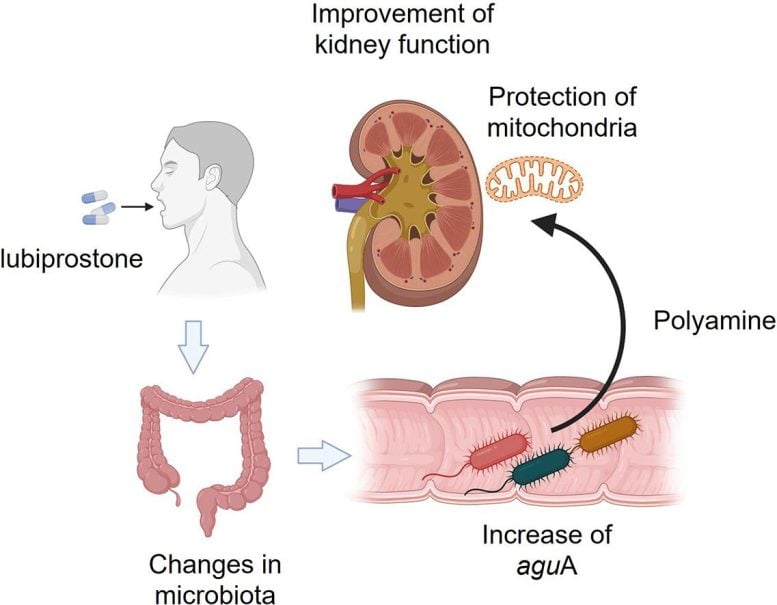Administering Lubiprostone Alters Gut Microbiota Graphic