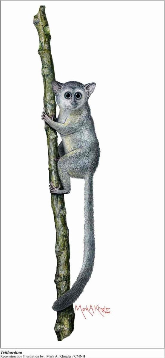 Artistic Illustration of Teilhardina