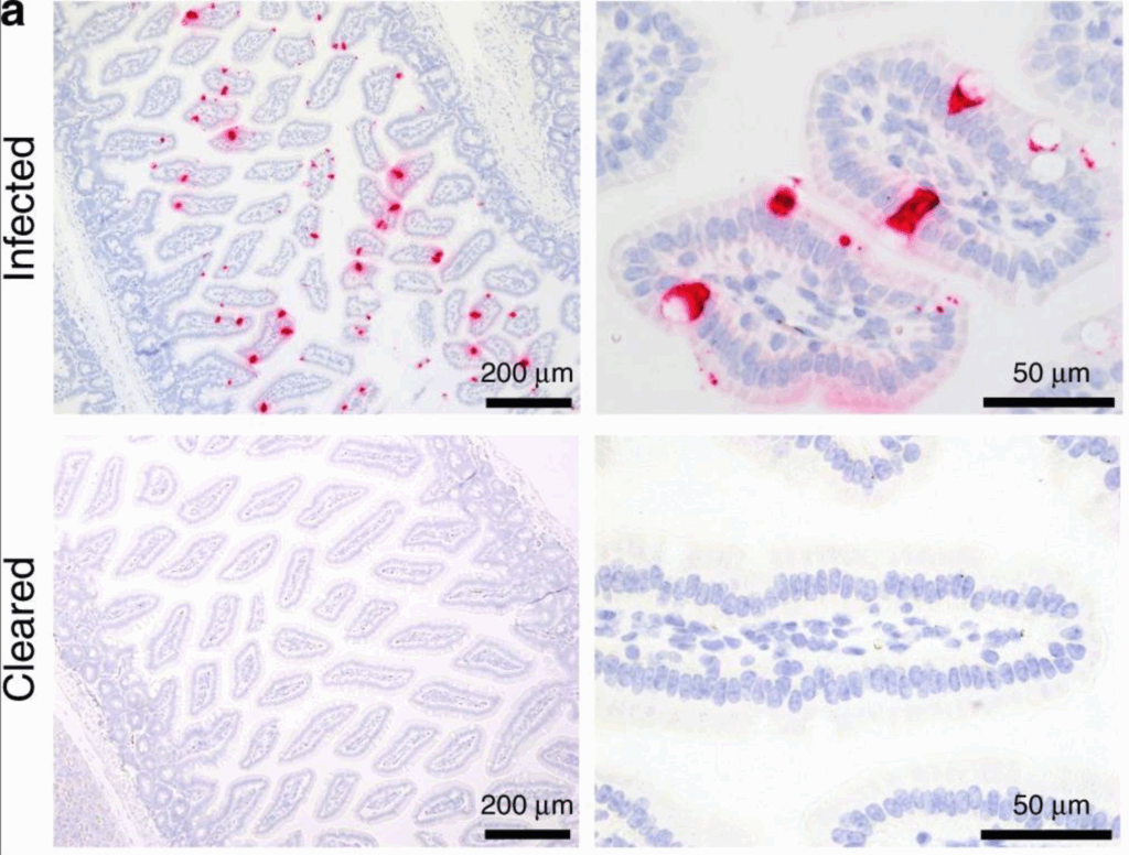 Basic virology research important for childhood health to continue with new NIH funding
