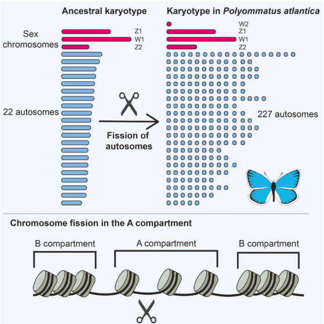Chromosomes Atlas Blue
