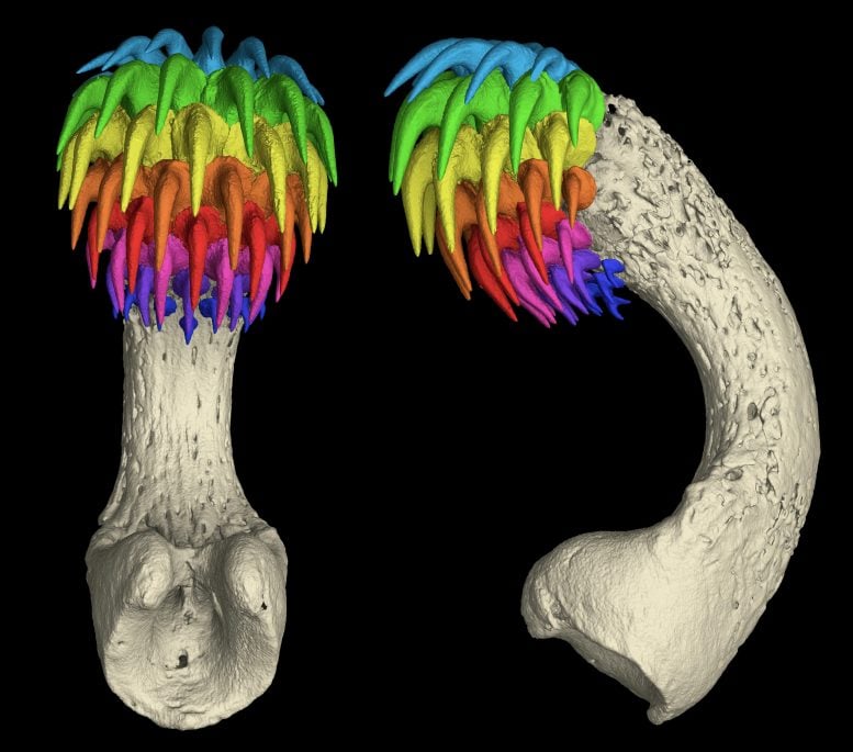 CT Scan of an Adult Male Spotted Ratfish Frontal Clasper