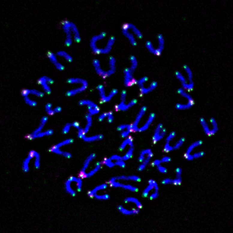 Chromosomes From Mouse T Cells Showing Telomeres in Green