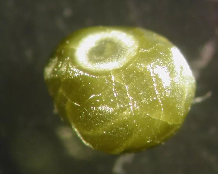 Coated Diamond with Microinclusion-Rich Rim