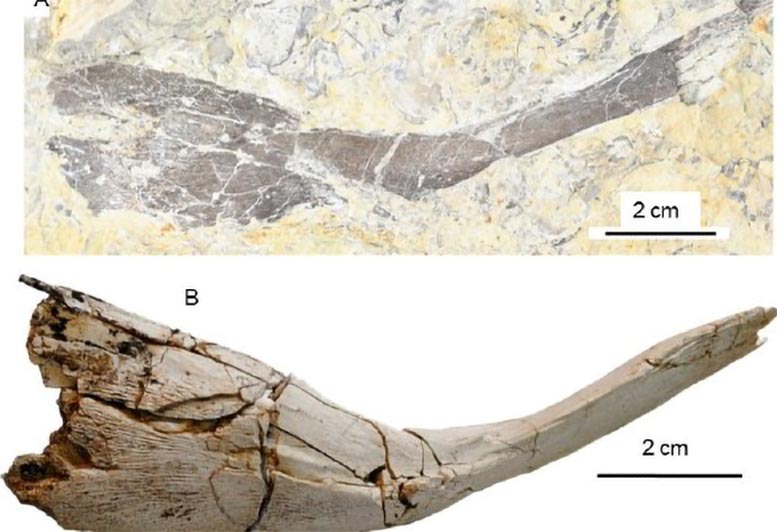 Comparison Between the Clavicles of the British Triassic and Mawsonia Gigas