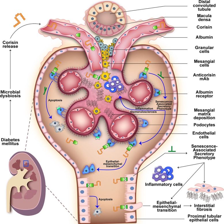 Diagram of Corisin Mediated Kidney Cell Damage and Fibrosis