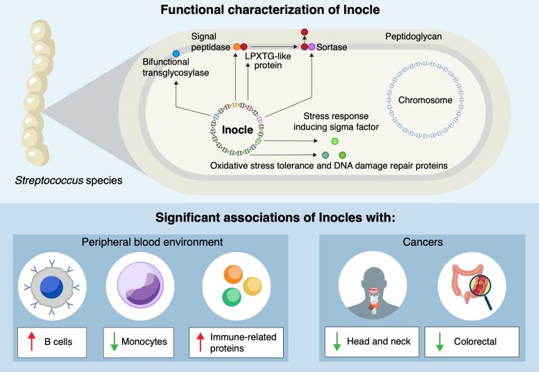 Diagram of Inocle Functions and Human Associations