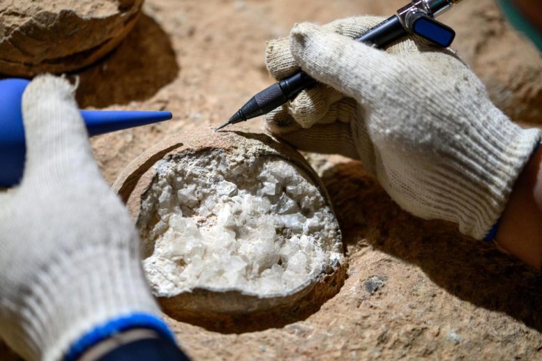 Dinosaur Egg Fossil Sampling