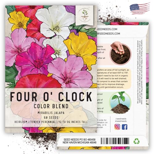 Seed Needs, Mixed Four O Clock Seeds - 60 Heirloom Seeds for Planting Mirabilis Jalapa - Attracts Hummingbirds, Butterflies &amp; Other Pollinators (1 Small Pack)