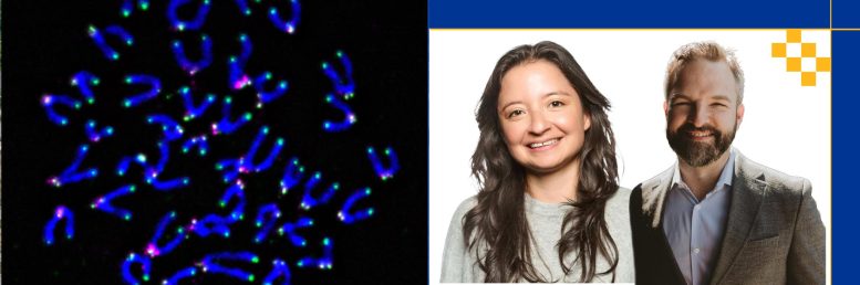 Fluorescent Mouse Chromosomes and Portraits of Researchers