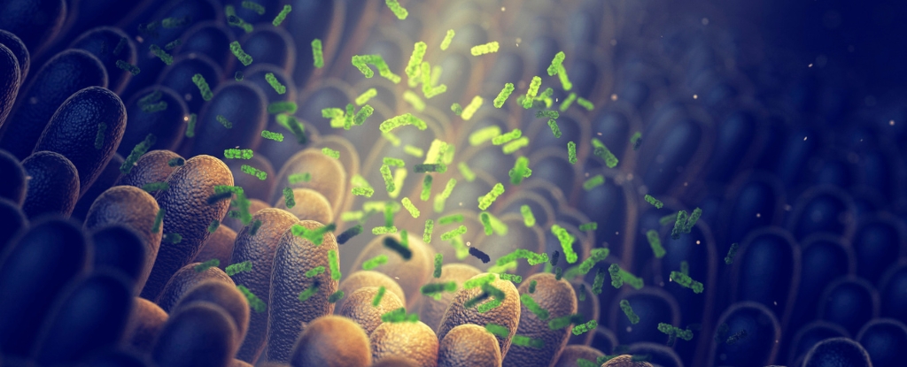 One Fecal Transplant May Lower Diabetes And Heart Disease Risk For 4 Years : ScienceAlert