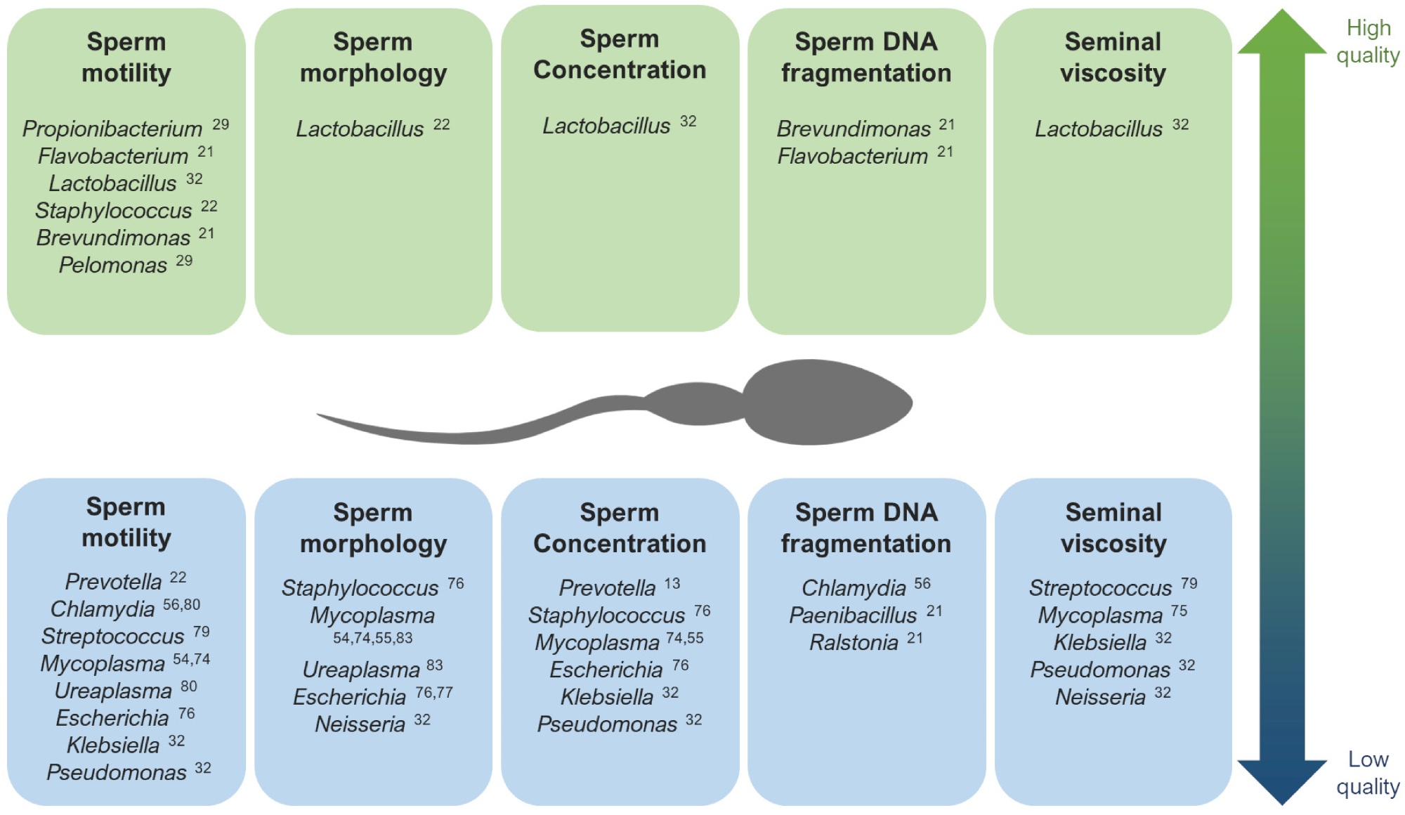 The main genera that have been described as potentially associated with high quality (up) and low quality (down) seminal parameters. 1
