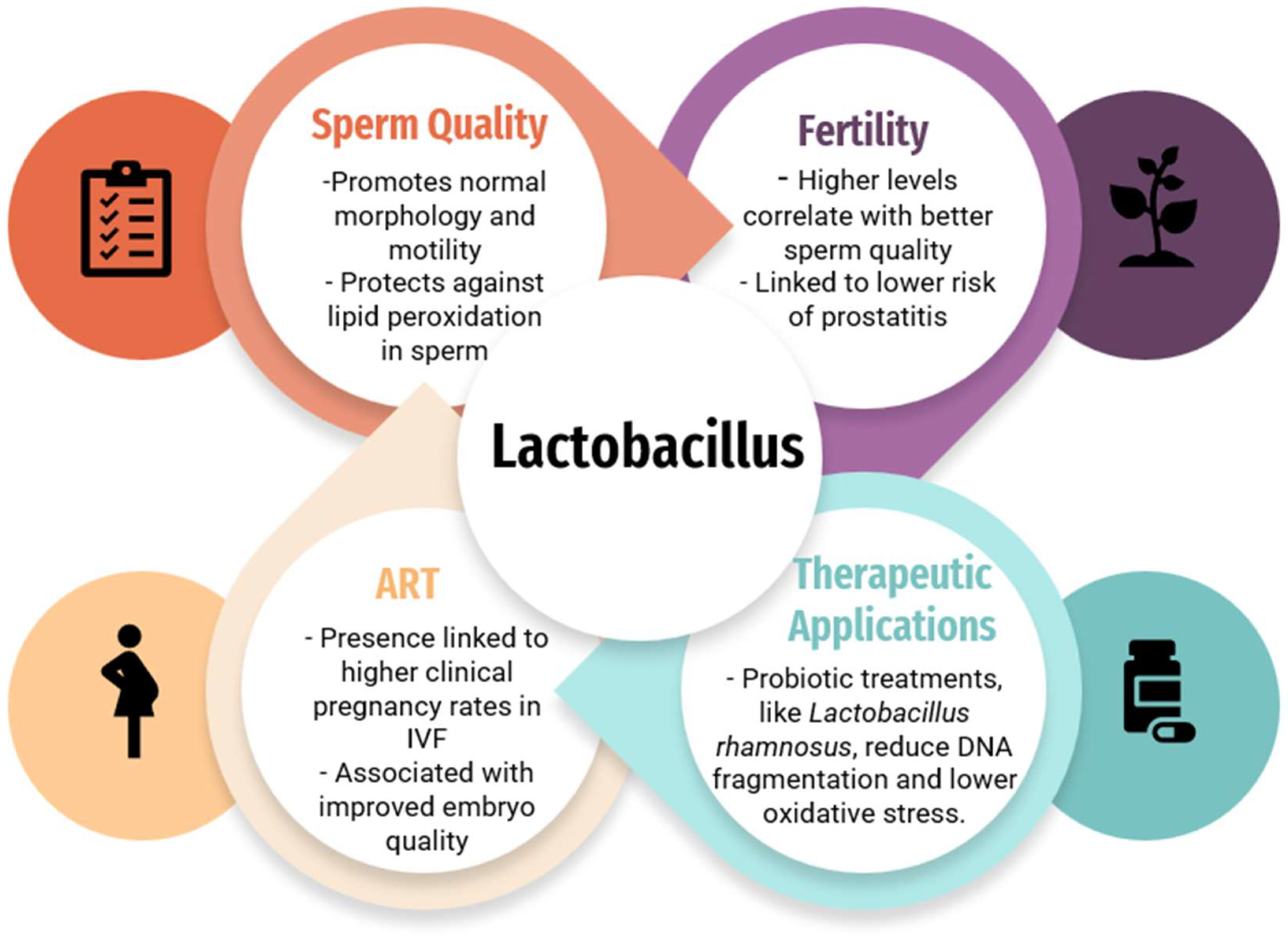 The impact of the Lactobacillus species on fertility, sperm quality, and ART outcomes, and therapeutic applications of the Lactobacillus species.3