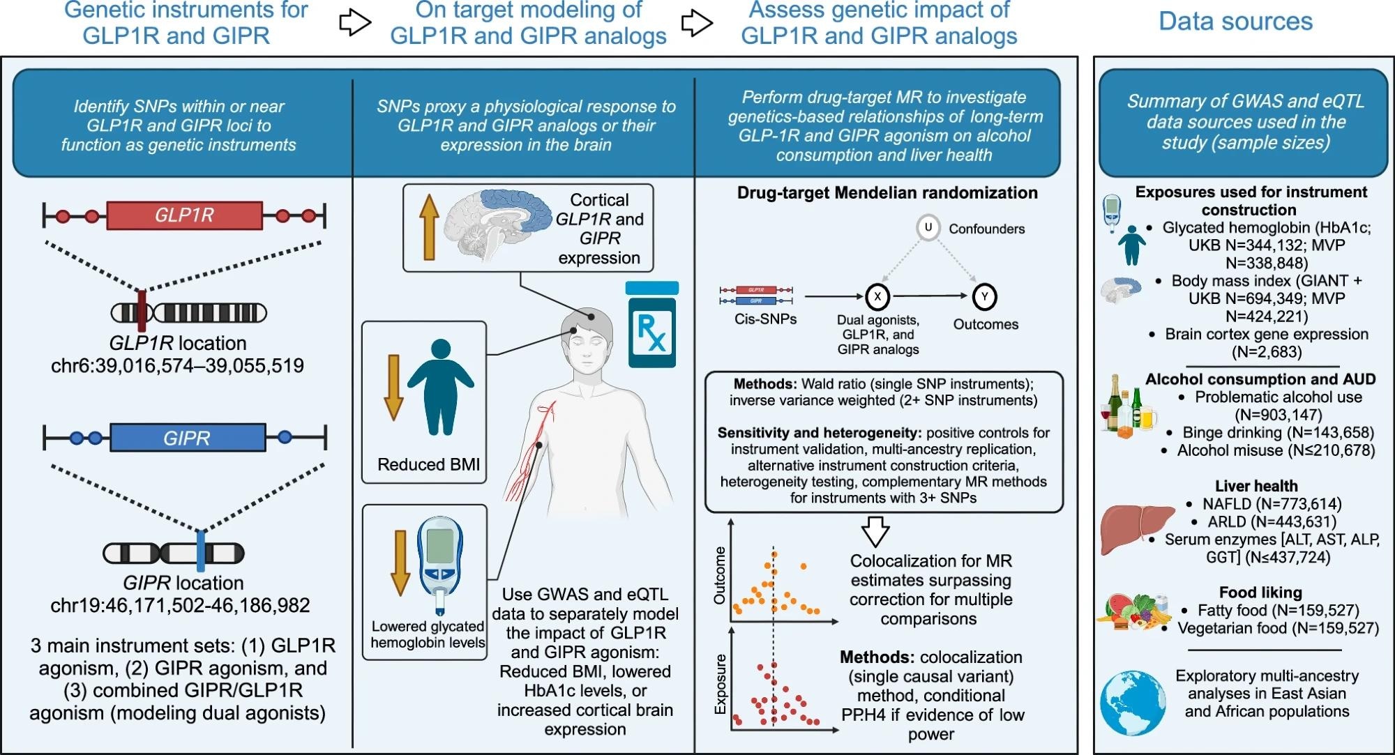 This study used summary-level GWAS data relating to glycated hemoglobin (HbA1c) and body mass index (BMI) to construct genetic instruments modeling GLP1R and GIPR agonism. We constructed three instrument types: one that proxies GLP1R agonism, one that proxies GIPR agonism, and one combined instrument that proxies dual GLP1R and GIPR agonism. Each instrument type included multiple exposure sources mimicking the expected physiological responses to pharmacological modulation of the targets (lowered glycated hemoglobin [HbA1c], reduced body mass index [BMI], and GLP1R or GIPR gene expression in the cortex). Instrument sets for each BMI and HbA1c exposure were constructed in two independent GWAS summary statistics (UK Biobank [plus GIANT for BMI] and the Million Veterans Program [MVP]). After instrumentation and validation with the primary clinical indications for GLP1R and GIPR agonism (type 2 diabetes and obesity), and assessing their impact on liver health, we obtained a selection of outcomes related to alcohol use disorder (AUD) and alcohol consumption behavior to assess the impact of GLP1R and GIPR agonism. We contextualized the alcohol-related analyses by analyzing other substance use disorders and investigating outcomes related to self-reported food liking. Because of the availability of large sample sizes and the most relevant endpoints, we used data from European ancestry as the main analysis set, but we also performed analyses using East Asian and African ancestry data sources. Finally, for all drug-target MR estimates demonstrating evidence of a relationship (main drug-target MR method P < 0.05), we performed colocalization analyses to assess evidence of shared causal variants between the biomarker exposures and outcomes in the GLP1R and GIPR genomic loci. MR Mendelian Randomization, GLP1R Glucagon-like peptide-1 receptor, GIPR glucose-dependent insulinotropic polypeptide receptor, NAFLD Non-alcoholic fatty liver disease, ALD Alcohol-related liver disease, SNP Single nucleotide polymorphism, BMI Body mass index.
