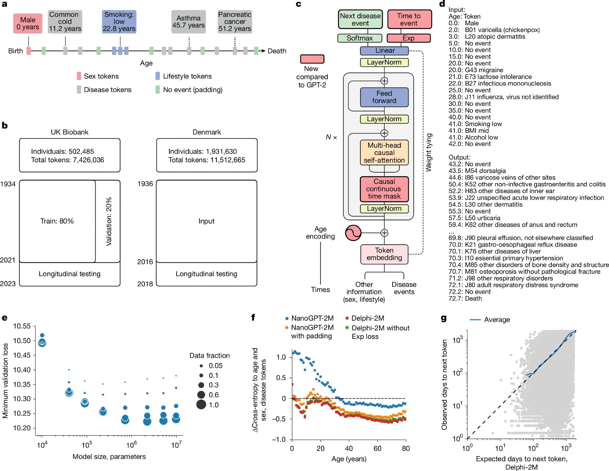 a, Schematic of health trajectories based on ICD-10 diagnoses, lifestyle and healthy padding tokens, each recorded at a distinct age. b, Training, validation and testing data derived from the UK Biobank (left) and Danish disease registries (right). c, The Delphi model architecture. The red elements indicate changes compared with the underlying GPT-2 model. ‘N ×’ denotes applying the transformer block sequentially N times. d, Example model input (prompt) and output (samples) comprising (age:token) pairs. e, Scaling laws of Delphi, showing the optimal validation loss as a function of model parameters for different training data sizes. f, Ablation results measured by the cross-entropy differences relative to an age- and sex-based baseline (y axis) for different ages (x axis). g, The accuracy of predicted time to event. The observed (y axis) and expected (x axis) time to events are shown for each next token prediction (grey dots). The blue line shows the average across consecutive bins of the x axis.
