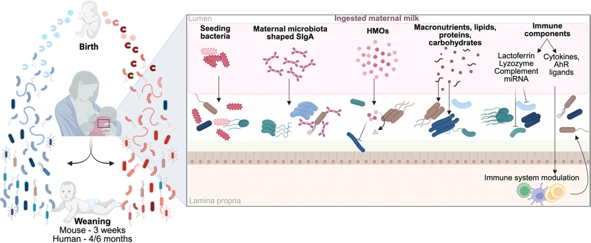 Impact of maternal milk components on microbiota establishment. Maternal milk plays a crucial role in the development of the offspring