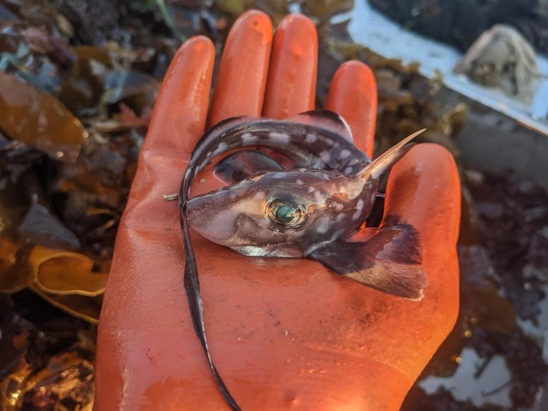 Juvenile Spotted Ratfish