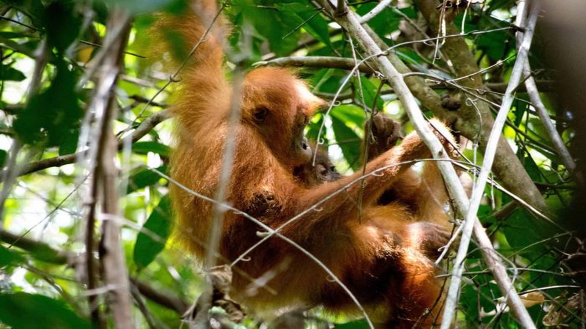 Orangutans learn to build nests with ‘pillows, blankets, mattresses’ by observing others