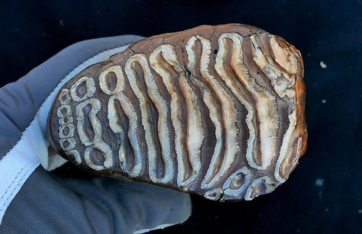 Mammoth tooth