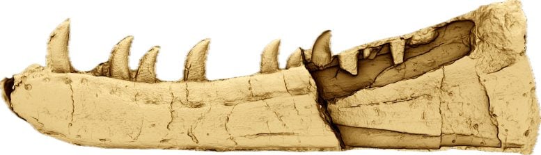 Newtonsaurus Fossil Jawbone Specimen