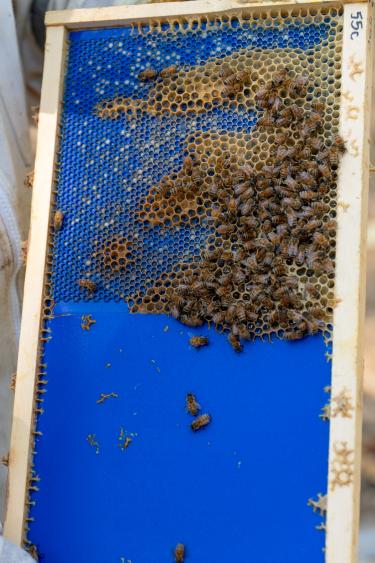 Bees and honeycomb on blue 3D printed surface