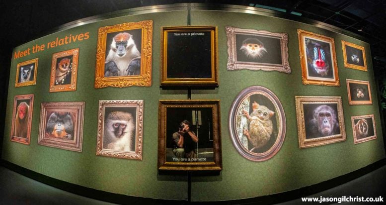 Our Primate Family Exhibition at the National Museum of Scotland