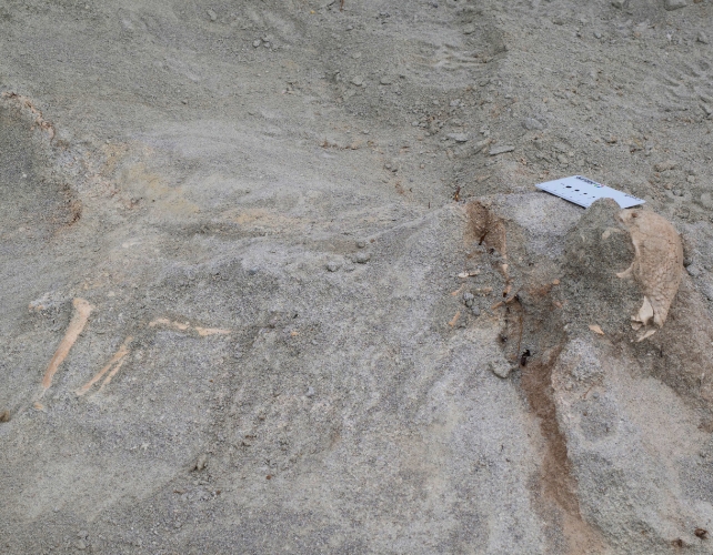 Rosetta Stone of Dome-Headed Dinosaurs Emerges From The Sands of Mongolia