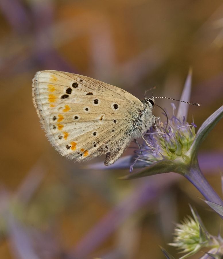 Polyommatus atlantica on Flower
