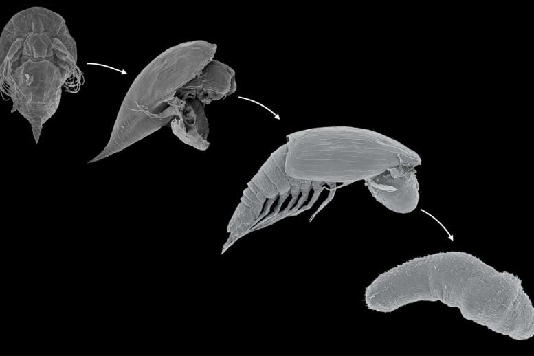 The Lifecycle of Y Larva to Ypsigon