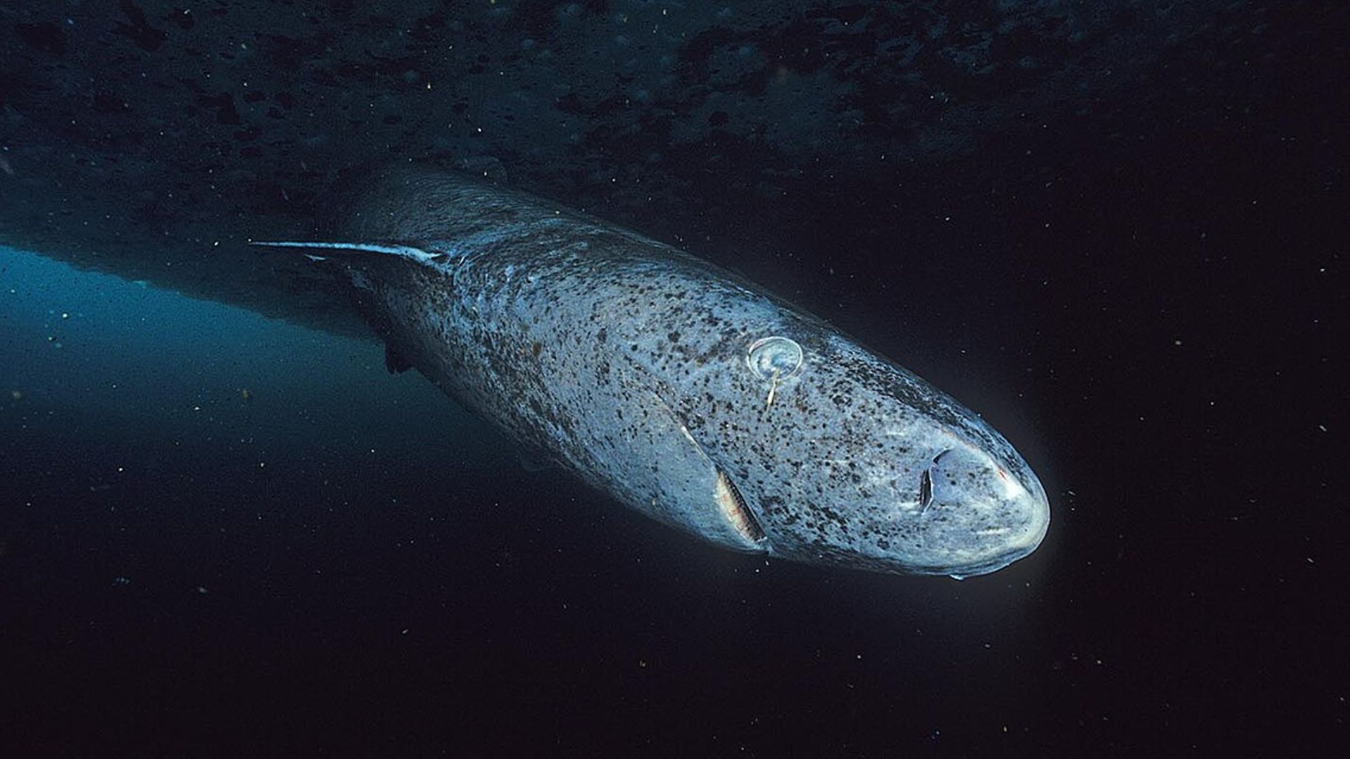 Meet real doomsday survivors: Eight animals that could survive apocalypse