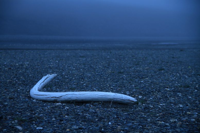 Tusk Lying on Rocky Ground
